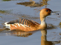 captive Fulvous Whistling Duck